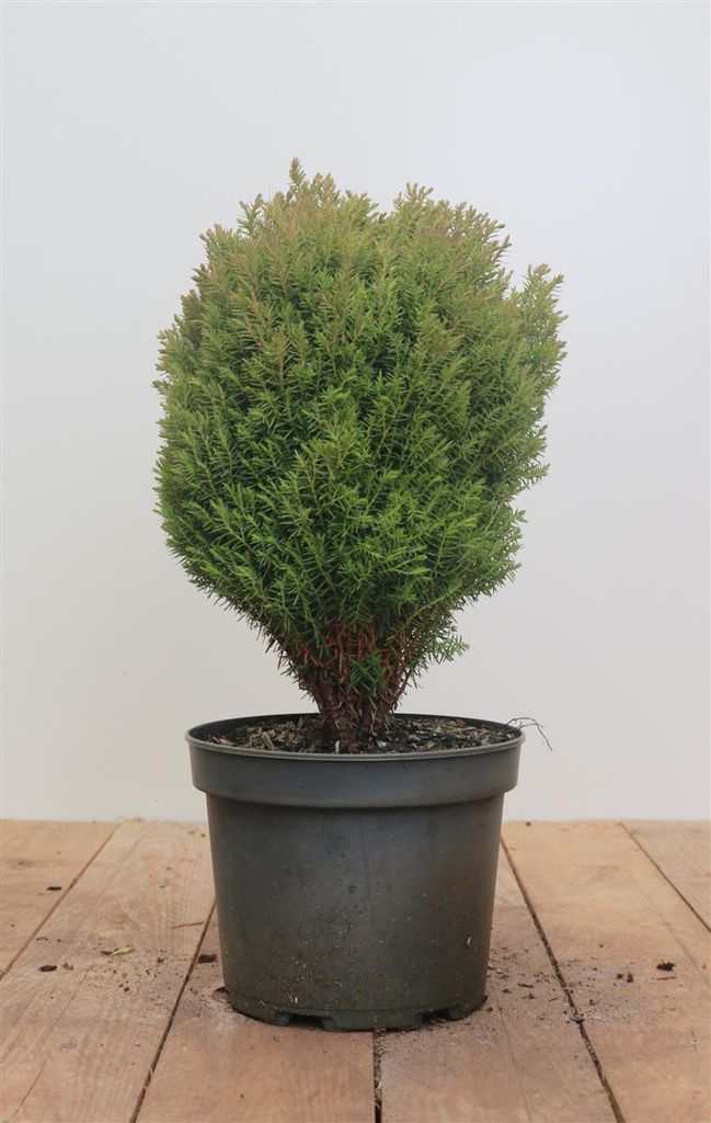 Thuja occidentalis 'Teddy', Kugel-Lebensbaum, kompakt, Produktbild 