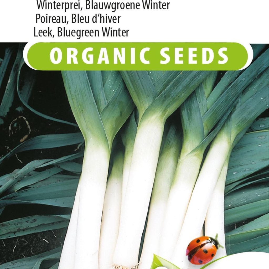 Atlanta Winter Leek Blue Green Wintersamen für winterharten Lauch – hohe Qualität für reiche Ernte