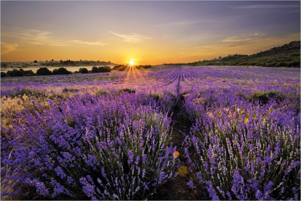 Wallario selbstklebendes Poster - Sonnenuntergang über dem Lavendel, Größe: 100 x 150 cm