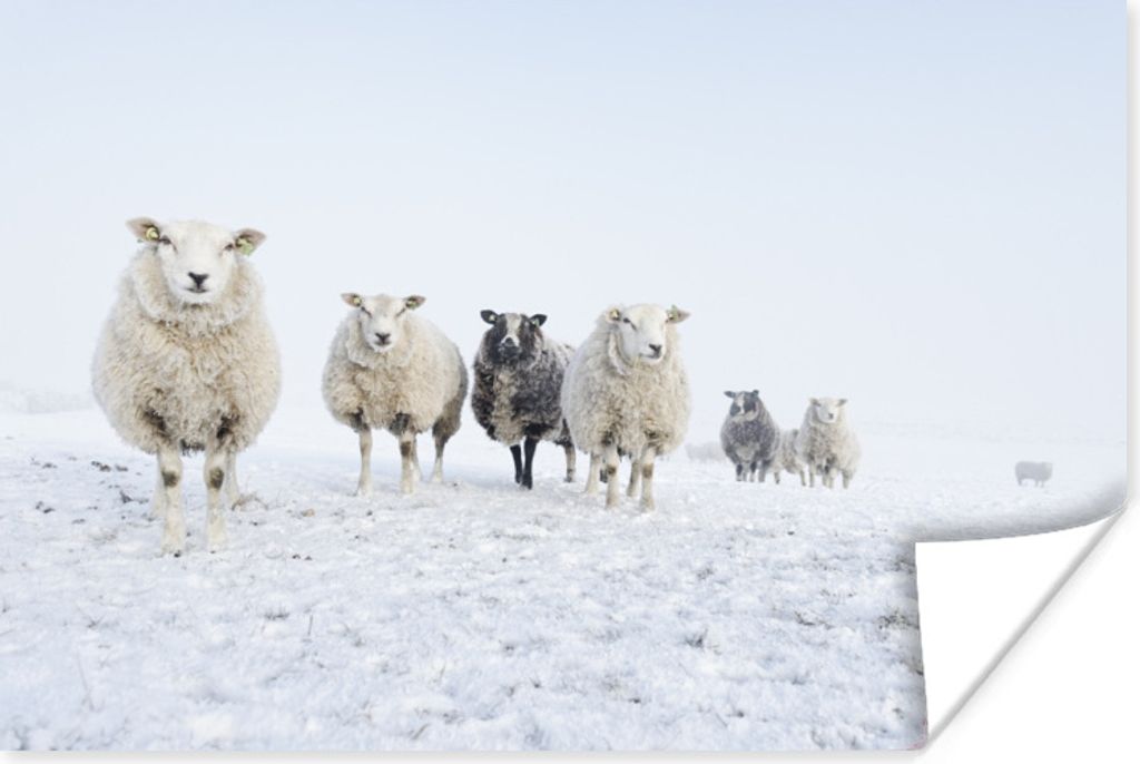 MuchoWow Poster Schafe - Wolle - Schnee 180x120 cm - Fotoplakat