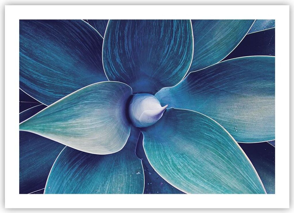 Poster - Poster ohne Rahmen - Agave Blau Blume - 70x50 cm - Wand Bild - Wanddeko - Wandbilder - Kunstposter - Wandposter - Bilder - Kunstdruck - Wa...