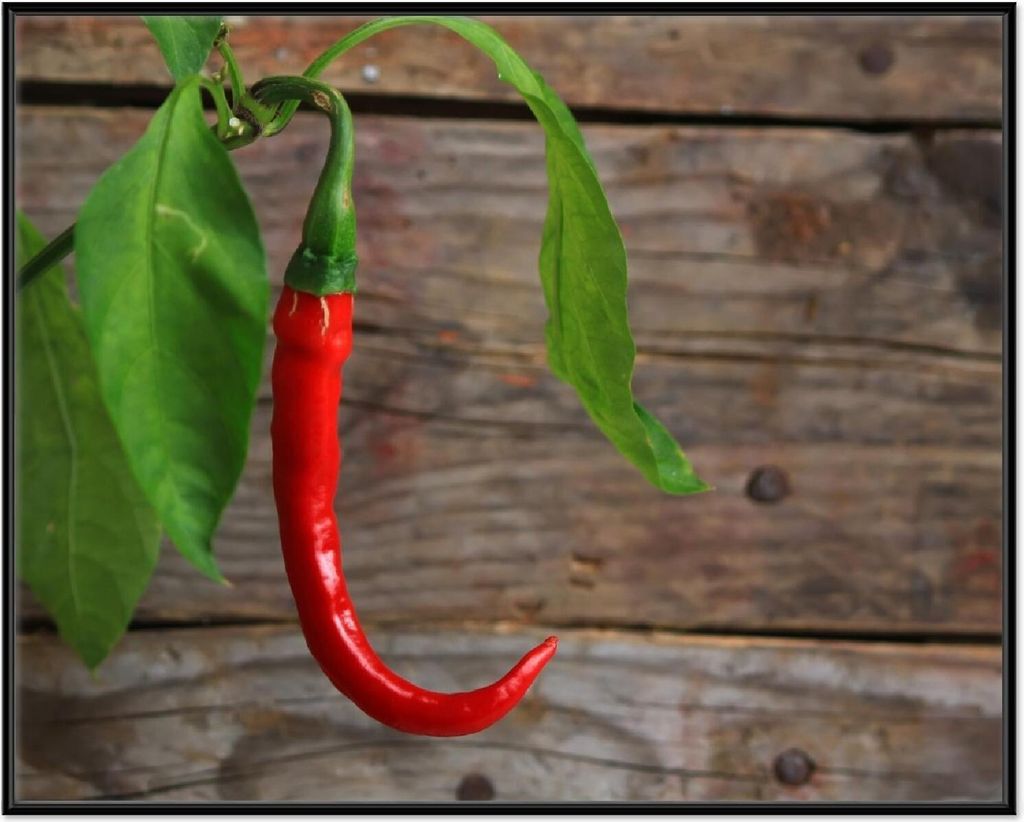 Wallario Wandbild Hängende Chili-Schote, Größe: 40,30 x 50,30 cm, Poster mit schwarzem Aluminiumrahmen