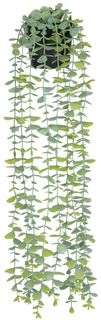 Plante suspendue eucalyptus pour bureau et salon, déco végétale sans eau