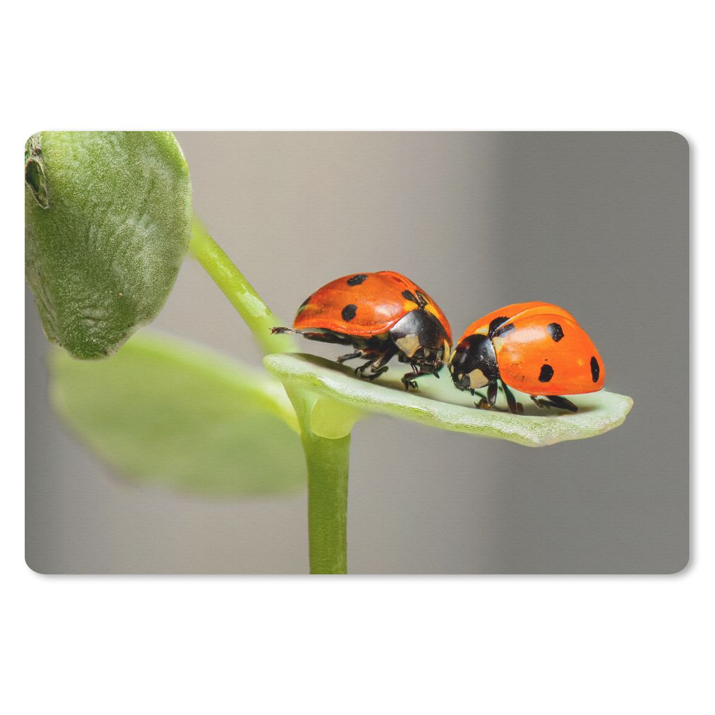 MuchoWow Schreibtischunterlage Zwei Marienkäfer auf Blatt 60x40 cm - XXL Mauspad - Großes Mauspad