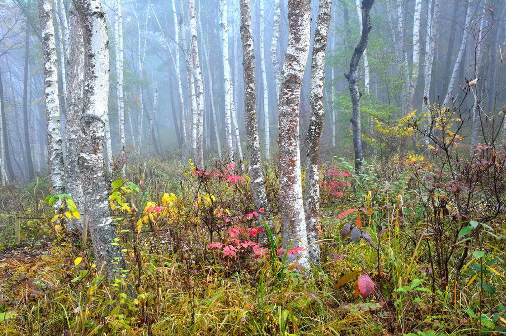 Muralo Fototapete Wald im Nebel 460 (B) x 300 (H) cm Vlies Tapete Wandtapeten Blumen Bäume Birken Wohnzimmer Schlafzimmer moderne Wandbilder XXL L...