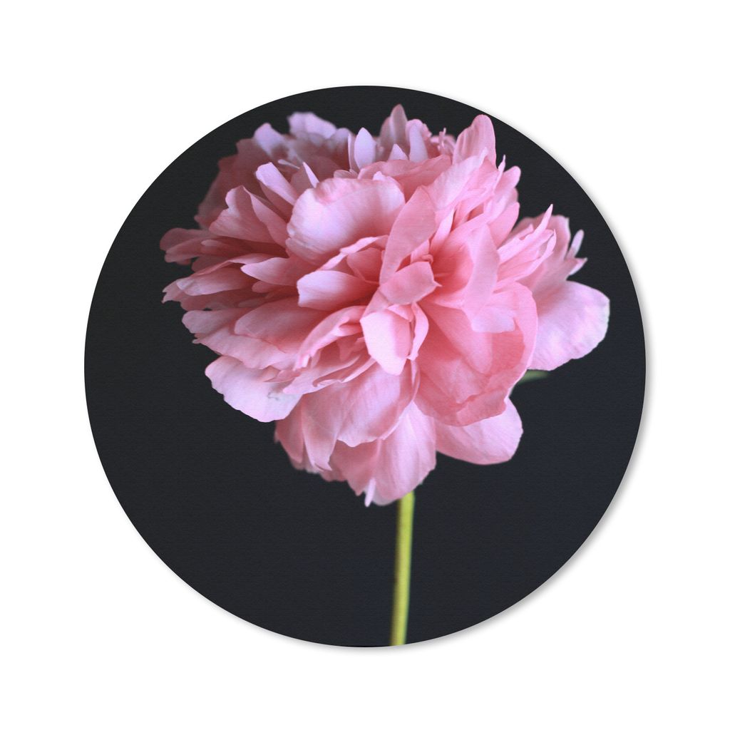 MuchoWow Mauspad Mousepad Rosa Pfingstrose in Blüte 40x40 cm - Mousepads - Maus Mat - Pad - Mausunterlage - Schreibtisch Accessoires