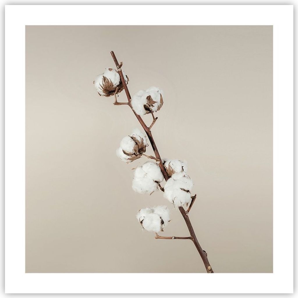 Poster - Poster ohne Rahmen - Baumwolle Zweig Boho - 50x50 cm - Wand Bild - Wanddeko - Wandbilder - Kunstposter - Wandposter - Bilder - Kunstdruck ...