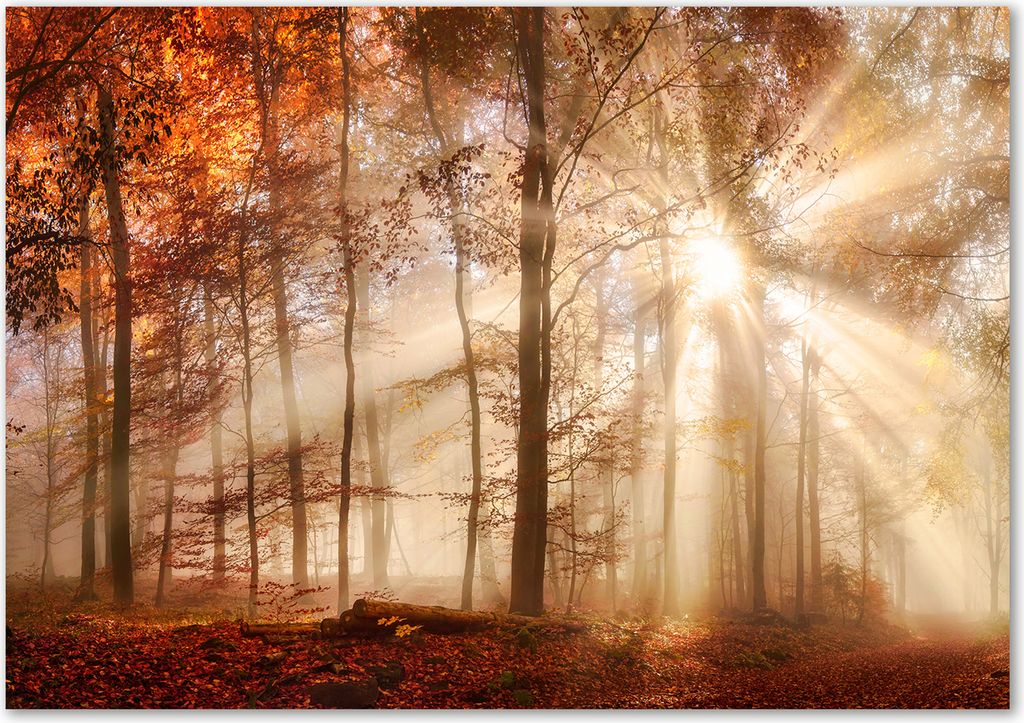 Tulup Glas-Bild - 100 x 70 - Wandbild aus Glas - Wandkunst - Wandbild hinter gehärtetem Sicherheitsglas - Landschaften - Nebel Herbst Wald - Orange