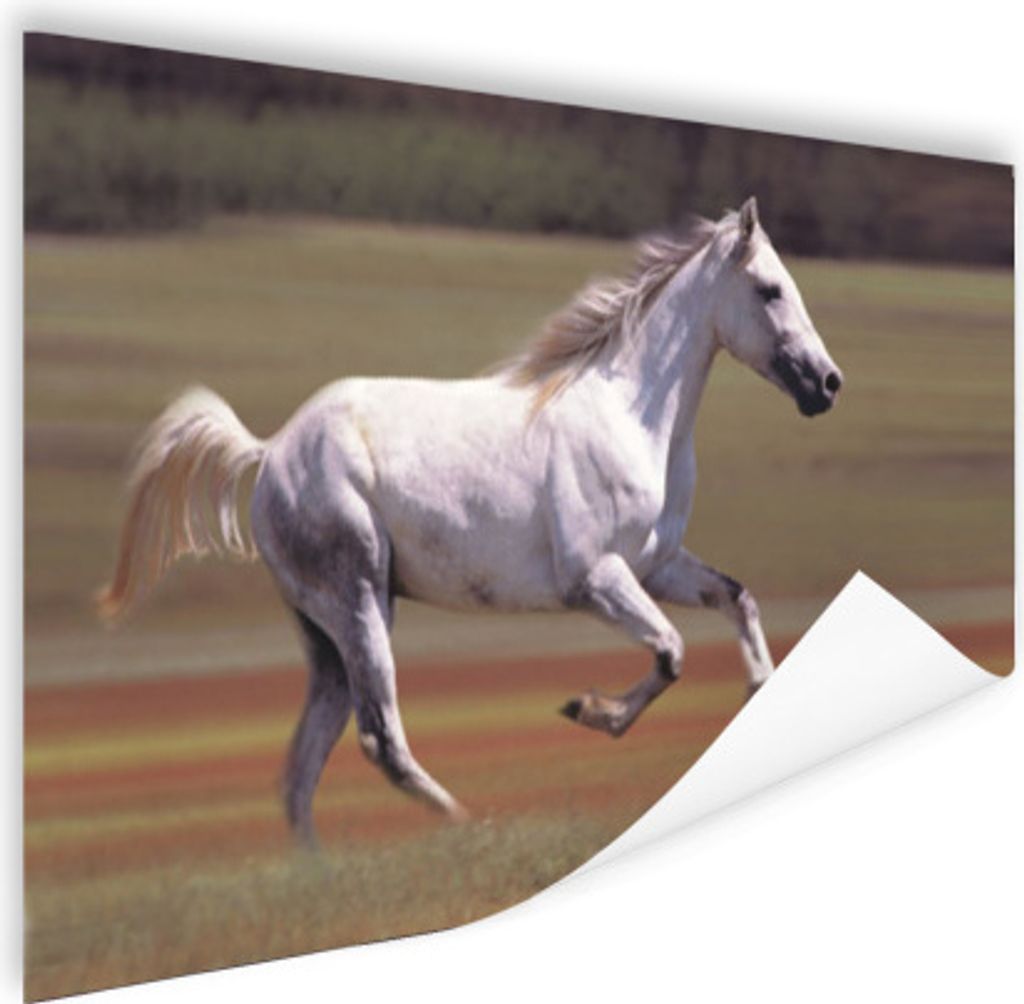 MuchoWow Poster Pferd - Licht - Gras 120x80 cm - Bilder