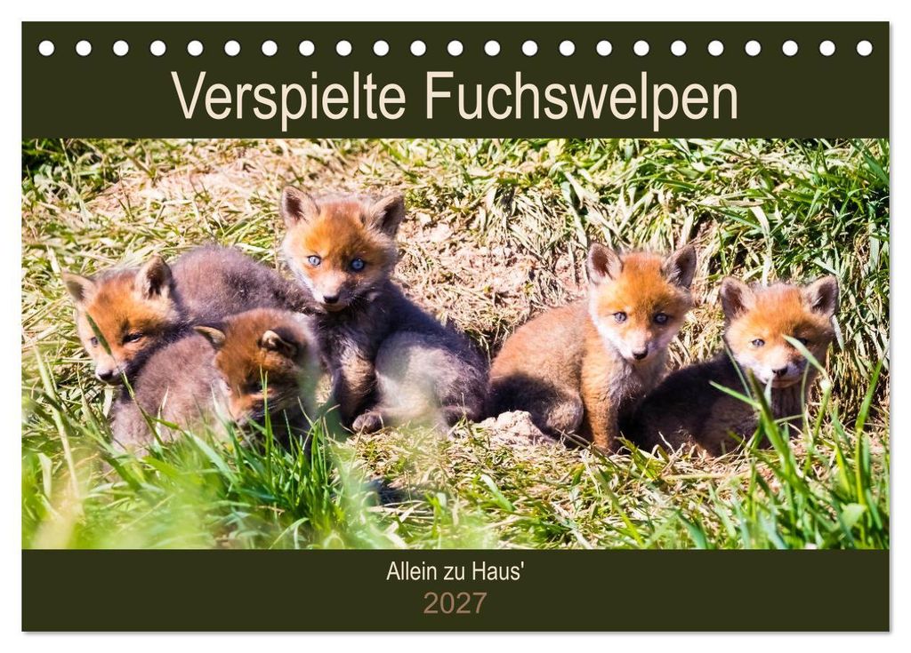 Verspielte Fuchswelpen - Allein zu Haus' (Tischkalender 2027 DIN A5 quer), CALVENDO Monatskalender