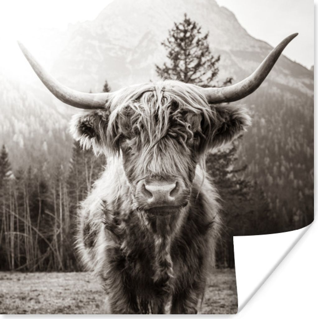 MuchoWow Poster Schottischer Highlander - Tiere - Schwarz - Weiß 50x50 cm - Wohnzimmerdekoration