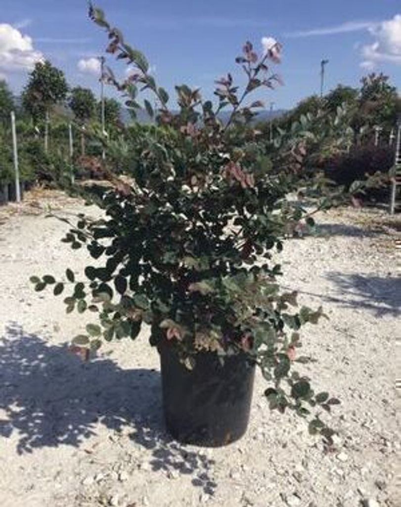 Loropetalum chin. 'Fire Dance' - Taniec Ognia 40- 50 cm - Zdjęcie produktu 