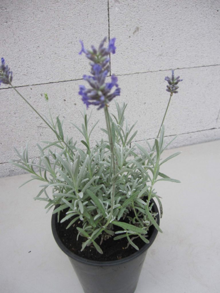 Lavendel Moroccan - Lavandula lanata x angustifolia