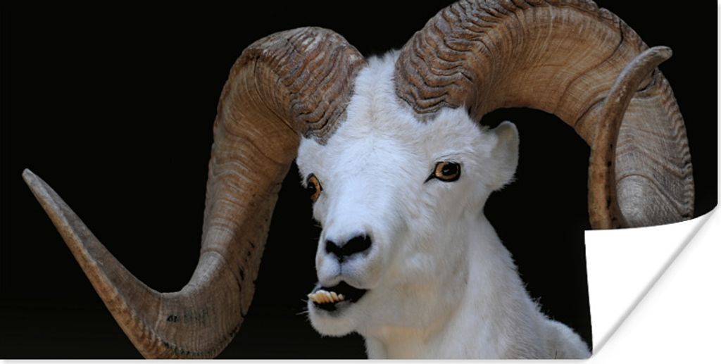 MuchoWow Poster Bok - Tiere - Hoorn 160x80 cm - Foto Poster