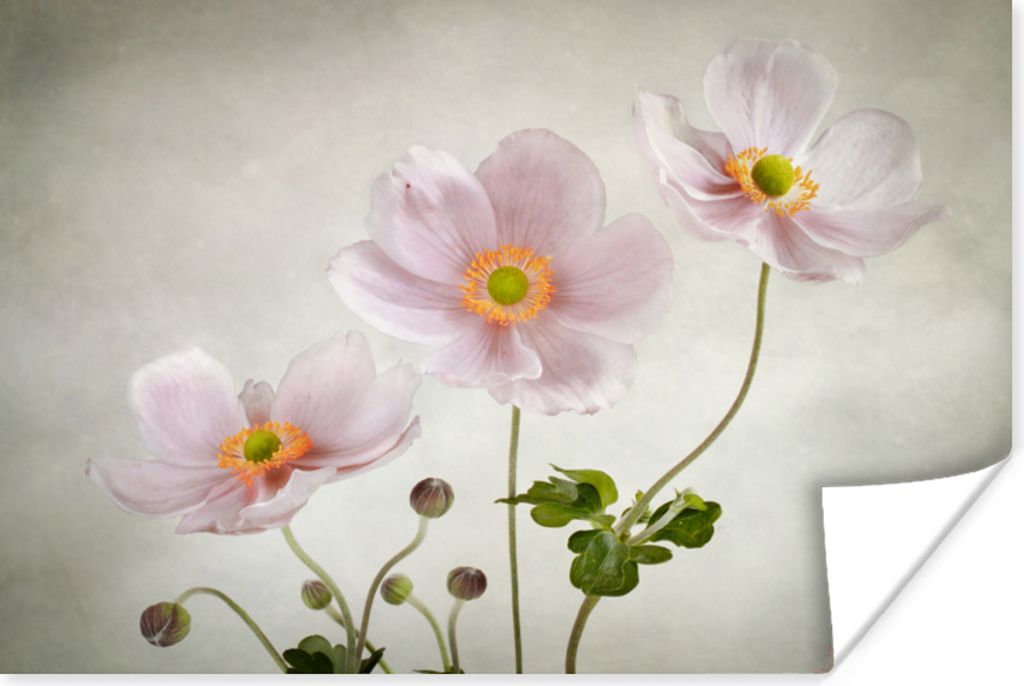 MuchoWow Poster Blumen - Stillleben - Ölfarbe - Mohn - Rosa 30x20 cm - Plakate - Print