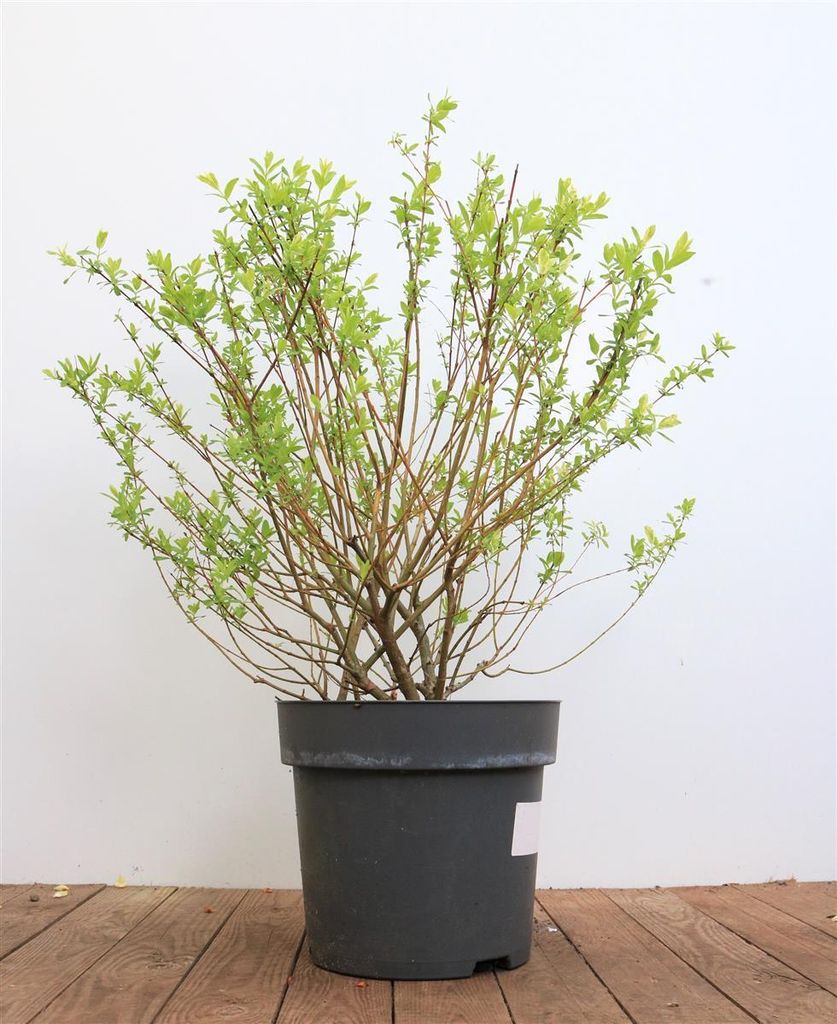 Salix integra 'Hakuro Nishiki', Japanische Weide, buntes Laub, 60–100 cm