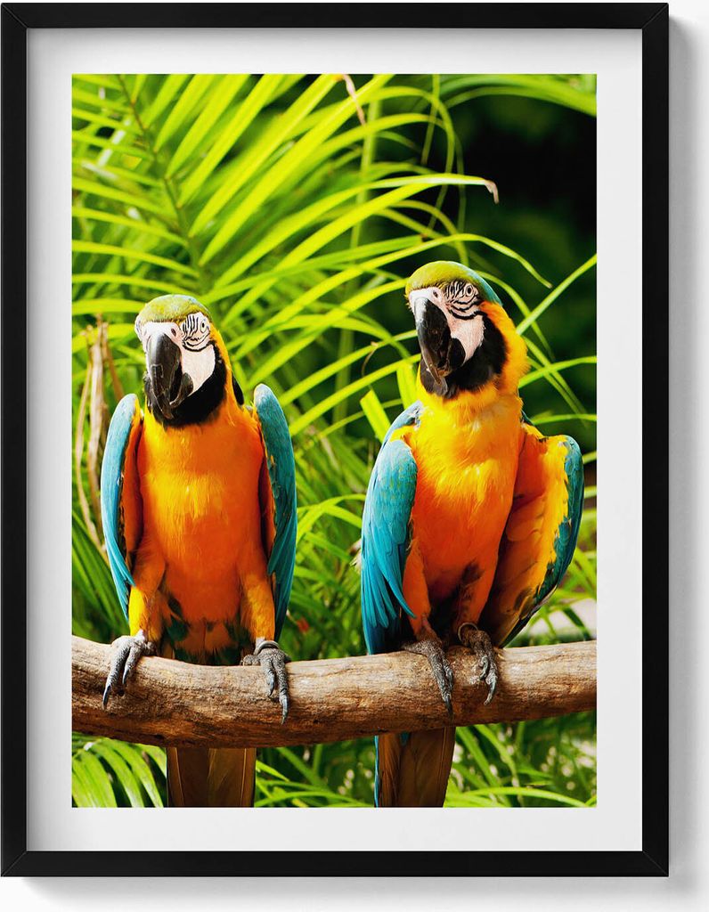 Zwei bunte Ara-Papageien im Dschungel– Wandbild mit Rahmen – Gerahmtes Bild – Wanddekoration – 60x80 cm – Schwarz Rahmen