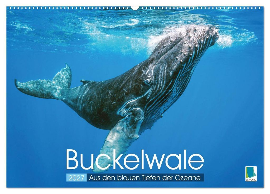Buckelwale: Aus den blauen Tiefen der Ozeane (Wandkalender Produktbild 