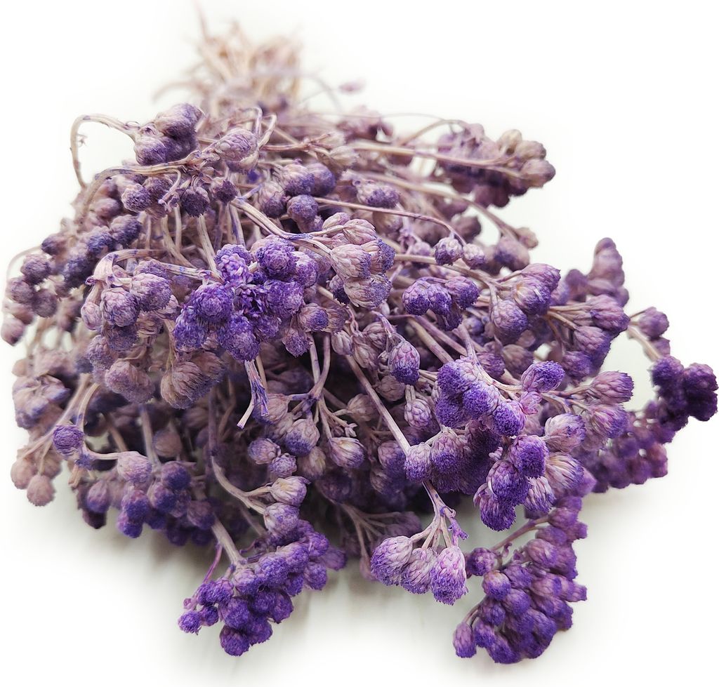 Lonas (Lonas Annua) - Flieder Produktbild 