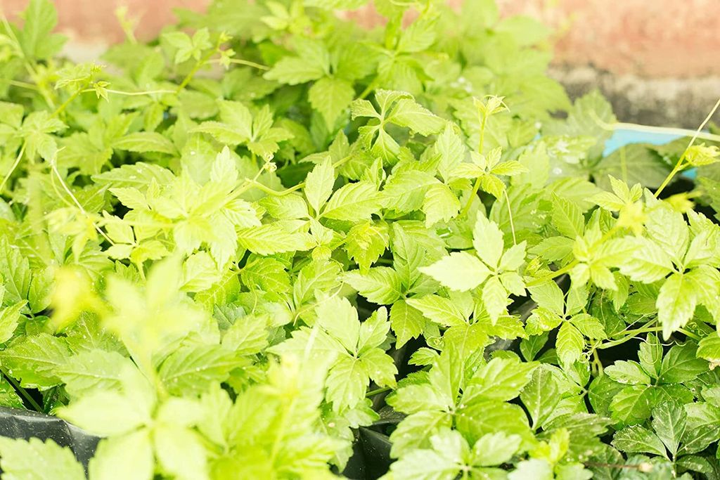 Jiaogulan / Gynostemma pentaphyllum / Kraut der Produktbild 3