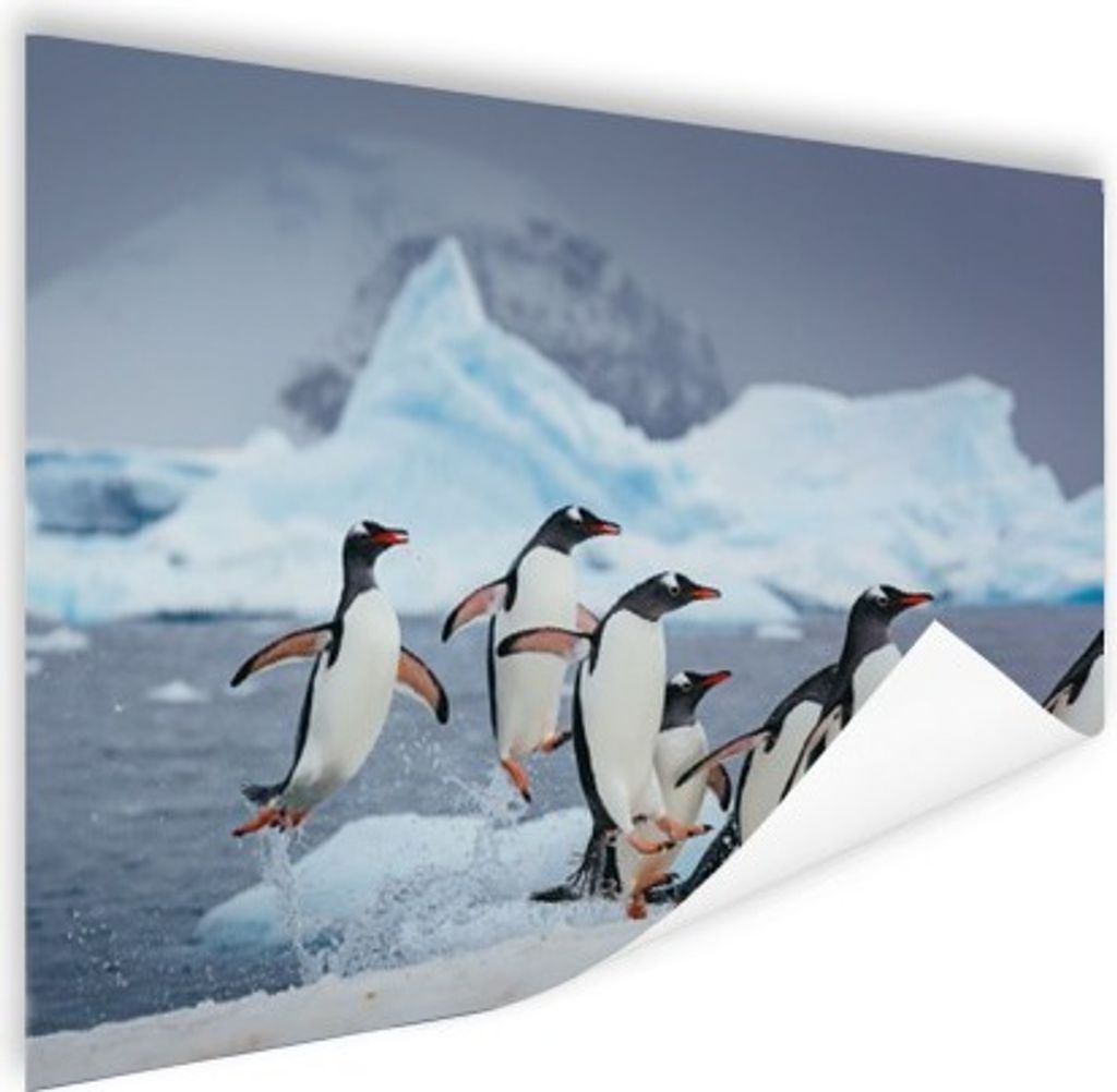 MuchoWow Poster Pinguine springen aus dem Wasser 160x120 cm - Foto Plakat