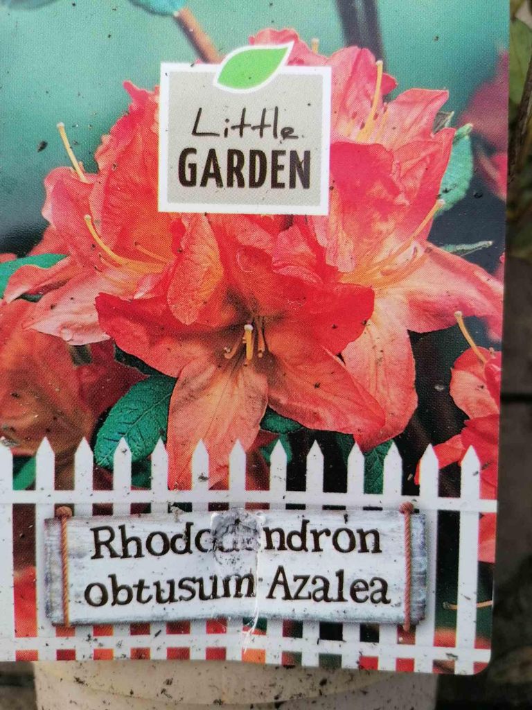 Azalka japonská oranžová 20-30 cm - Rhododendron obtusum - Obrázek produktu 