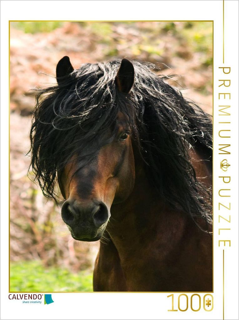 CALVENDO Puzzle Schwarzwälder Kaltbluthengst im Portrait | 1000 Teile Lege-Größe 64x48cm Foto-Puzzle für glückliche Stunden