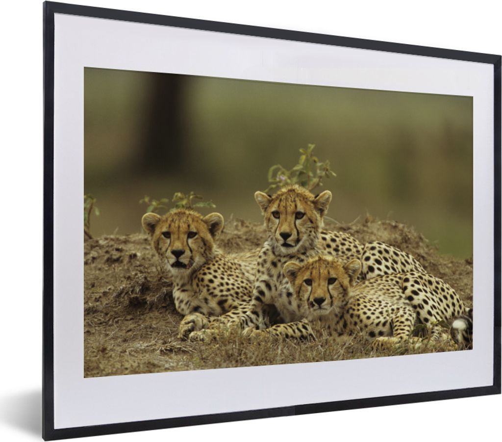 MuchoWow MuchoWow Gerahmtes Poster Junge Gepardenjunge 40x30 cm - Poster mit zchwarzem Bilderrahmen - Bilderrahmen - Poster im Rahmen