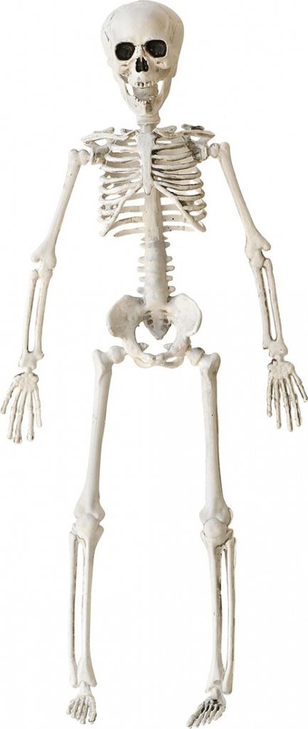 Halloween Skelett 40 cm - Beweglich