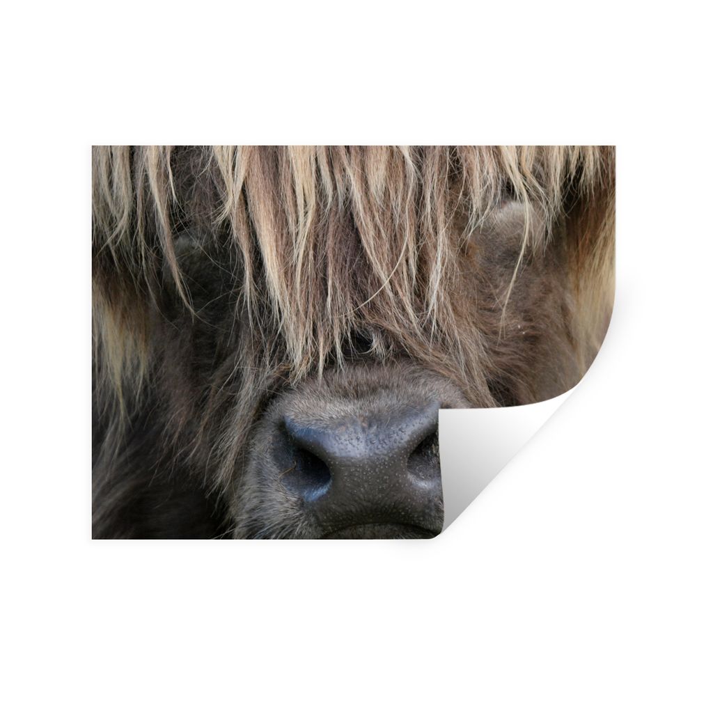 MuchoWow Wandtattoo Wandsticker Wandaufkleber Schottischer Highlander - Braun - Nase 40x30 cm Selbstklebend und Repositionierbar - Faltenfrei