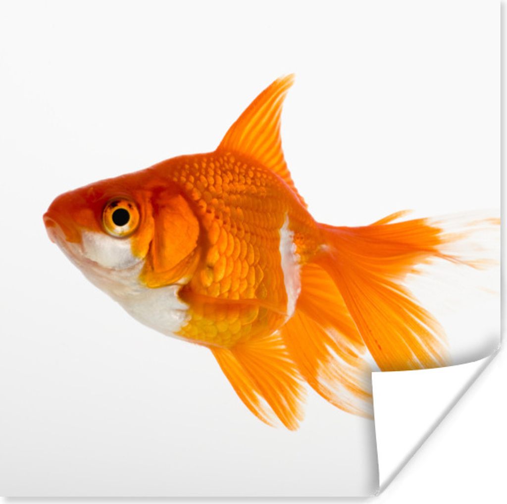 MuchoWow Poster Goldfisch - Fisch - Weiß 100x100 cm - Babyzimmer