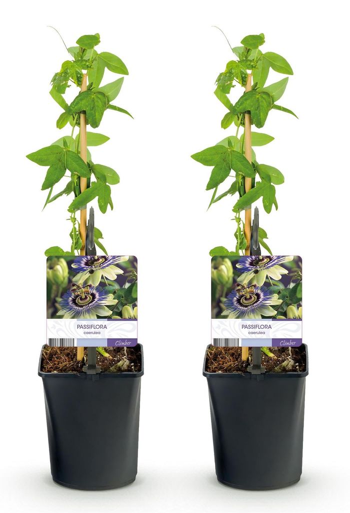 GreenboutiQ - Passionsblume - Passiflora caerulea - Blüte Produktbild 