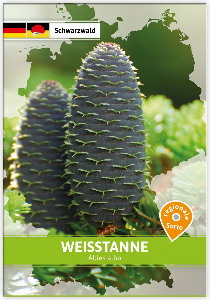 Weißtanne (Regionale Sorte Schwarzwald) | Saatgut für Werbezwecke von FLORTUS
