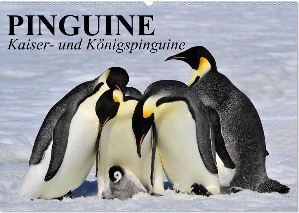 Pinguine - Kaiser- und Königspinguine (Wandkalender 2026 DIN A2 quer), CALVENDO Monatskalender