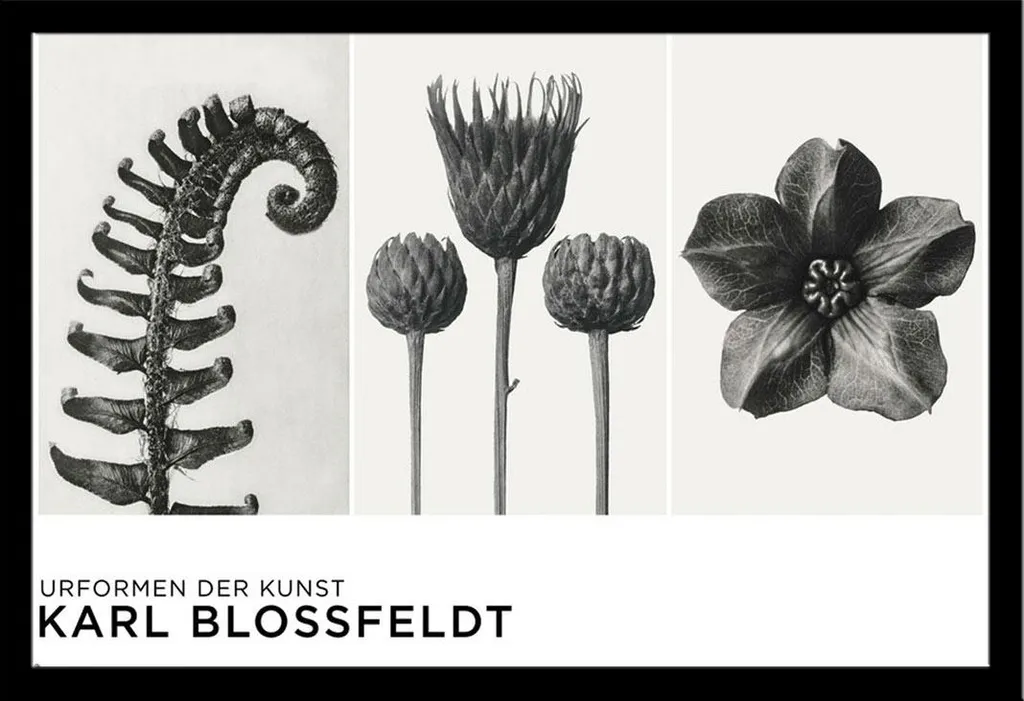 Blossfeldt, Karl - Poster - Urformen der Kunst + cornice rimovibile, Shinsuke® Maxi MDF nero, vetro acrilico
