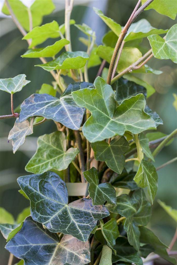 Hedera helix 'Hibernica', Irischer Efeu, 80–100 cm