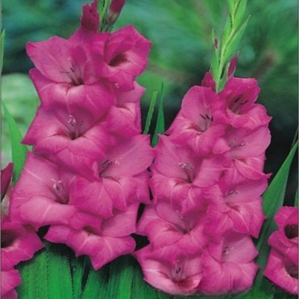 Gladiole Blumenzwiebeln Gladiolus Schwertblume Siegwurze Fidelio 5 St.