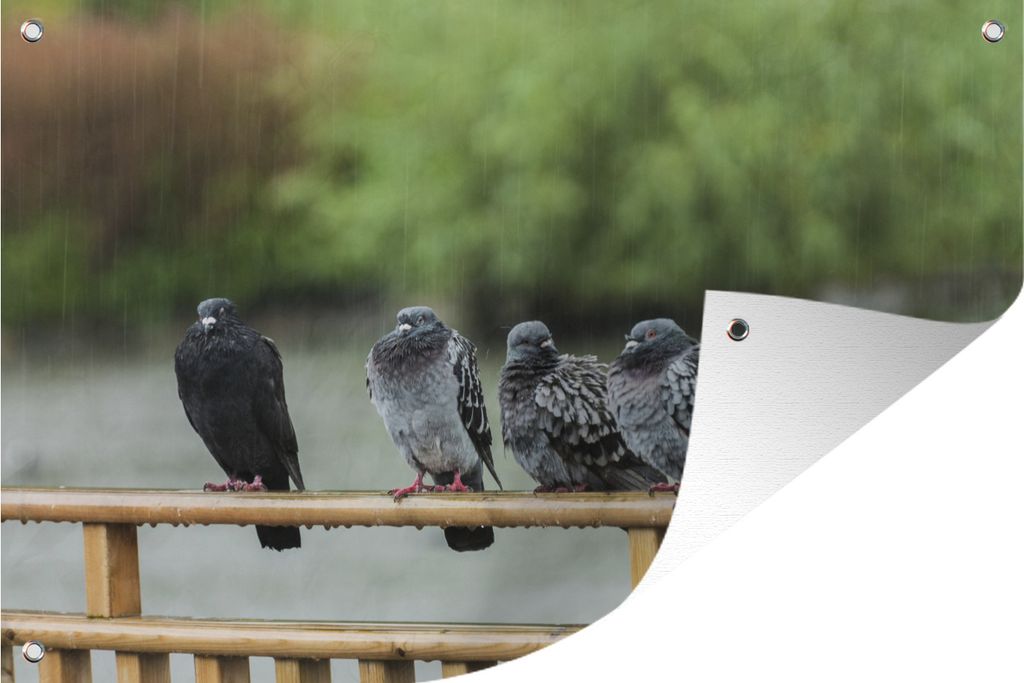MuchoWow 120x80 cm Outdoor-Poster Gartendeko Sichtschutz Garten Poster für den Garten Tauben - Zaun - Regen