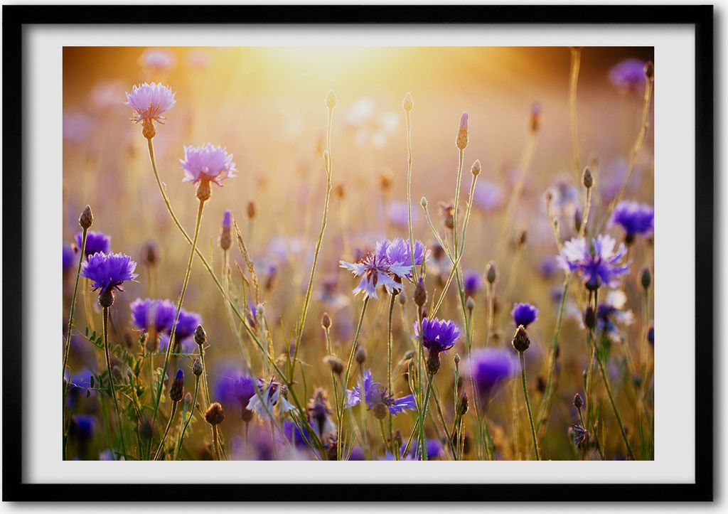 Bild - Bilderrahmen - 100 cm x 70 cm - MDF - Rahmen - Foto - Wandkunst Feldblumen