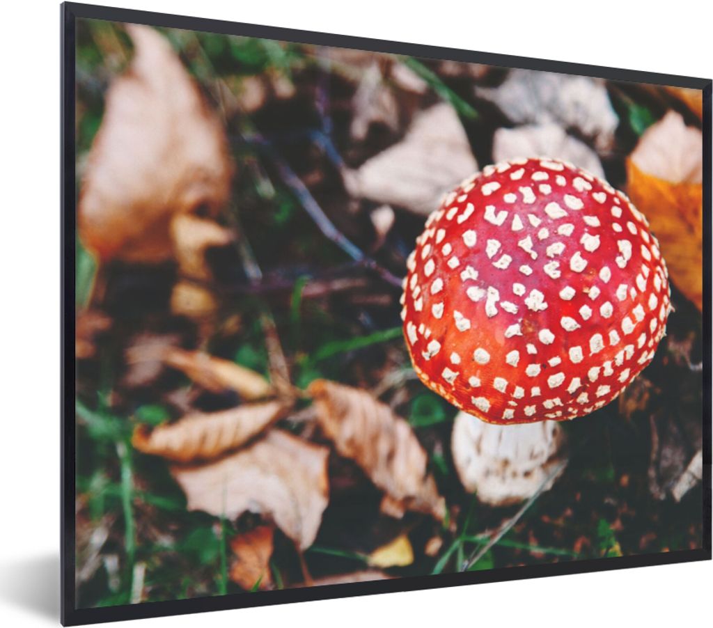 MuchoWow Gerahmtes Poster Herbst - Pilz - Blätter - Natur 40x30 cm - Poster mit Schwarzem Bilderrahmen Wandposter Rahmen Foto Bilder - Kunstpost...