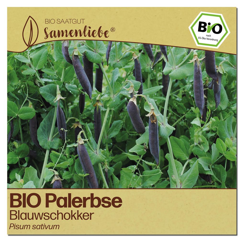 Samenliebe  Erbse Samen | Blauwschokker - blau & aromatisch Produktbild 