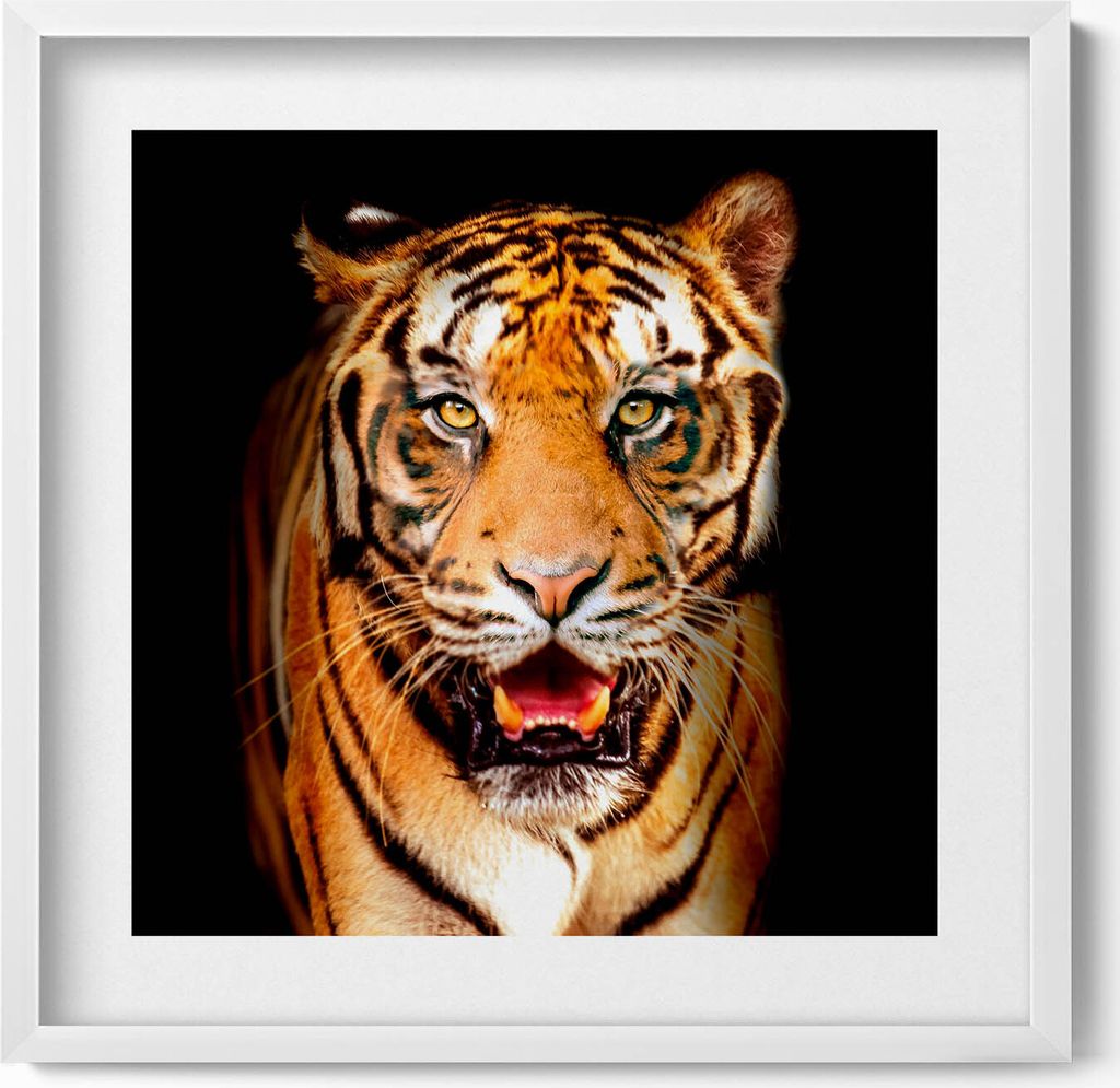 Ausdrucksstarke wilde Tigerkatze– Wandbild mit Rahmen – Gerahmtes Bild – Wanddekoration – 50x50 cm – Weiß Rahmen