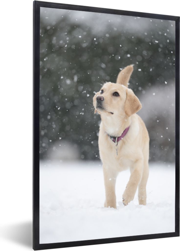 MuchoWow Gerahmtes Poster Darstellung eines weißen Labradorhundes im Schnee 40x60 cm - Poster mit Schwarzem Bilderrahmen Wandposter Rahmen Foto ...