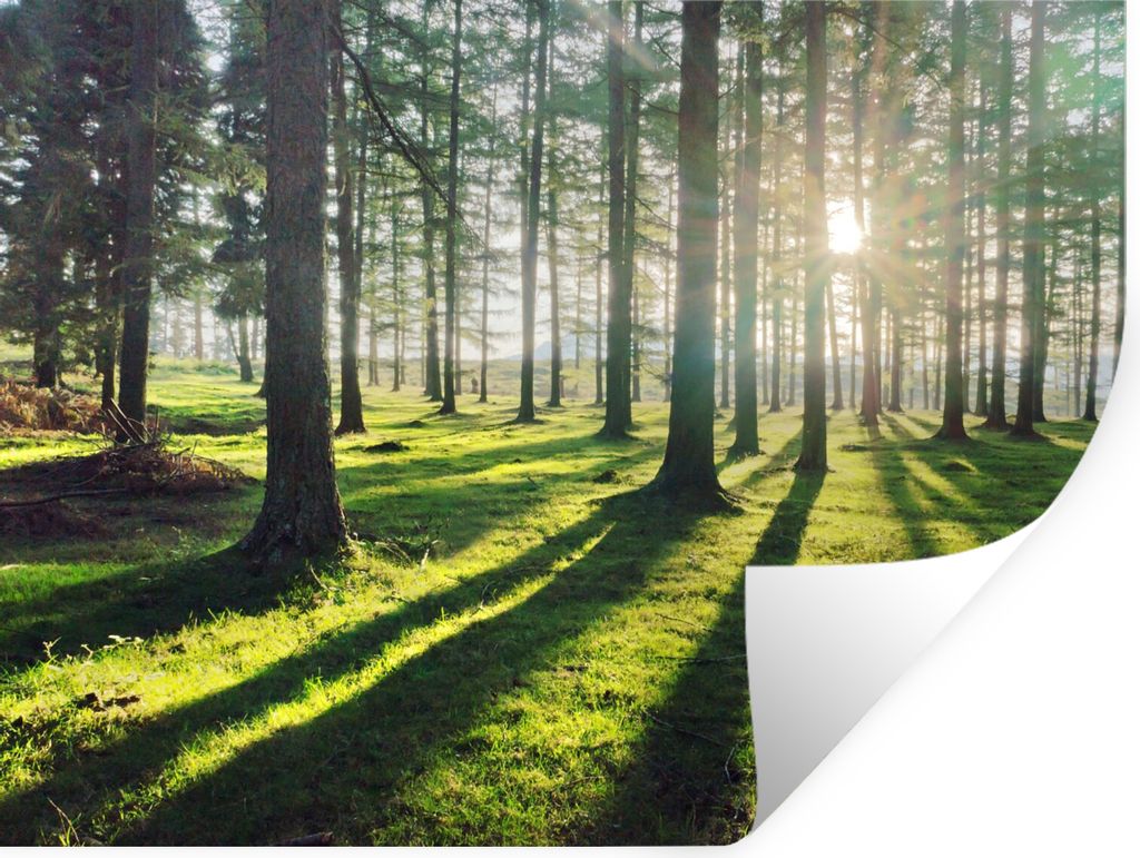 MuchoWow Wandtattoo Wandsticker Wandaufkleber Bäume - Natur - Wald 80x60 cm Selbstklebend und Repositionierbar - Faltenfrei