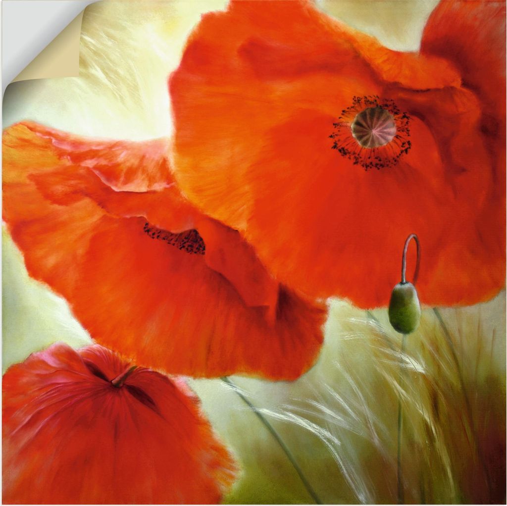 ARTland Wandbild, selbstklebend Drei Mal Mohn Größe: 70x70 cm