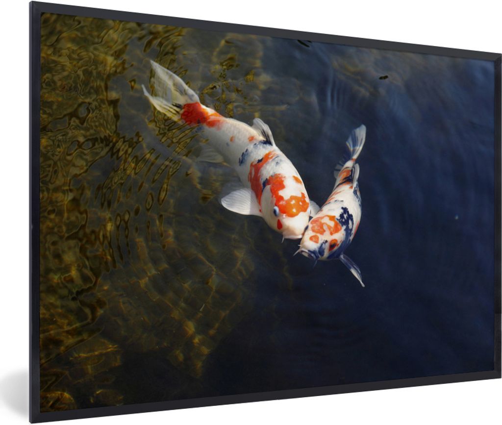 MuchoWow Gerahmtes Poster Zwei Koi-Karpfen im Wasser 60x40 cm - Poster mit Schwarzem Bilderrahmen Wandposter Rahmen Foto Bilder - Printing - Wand...