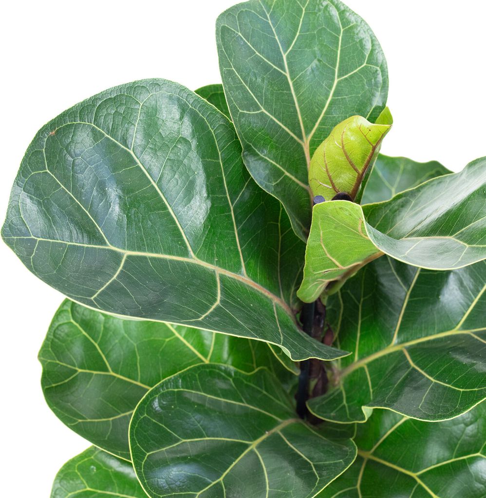Geigenfeige - pflegeleichte Zimmerpflanze, Ficus Lyrata Bambino - Höhe ca. 35 cm, Topf-Ø 12 cm