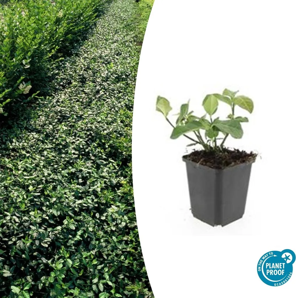 Stop aux mauvaises herbes : Fusain Dart's Blanket couvre-sol - 40 pots