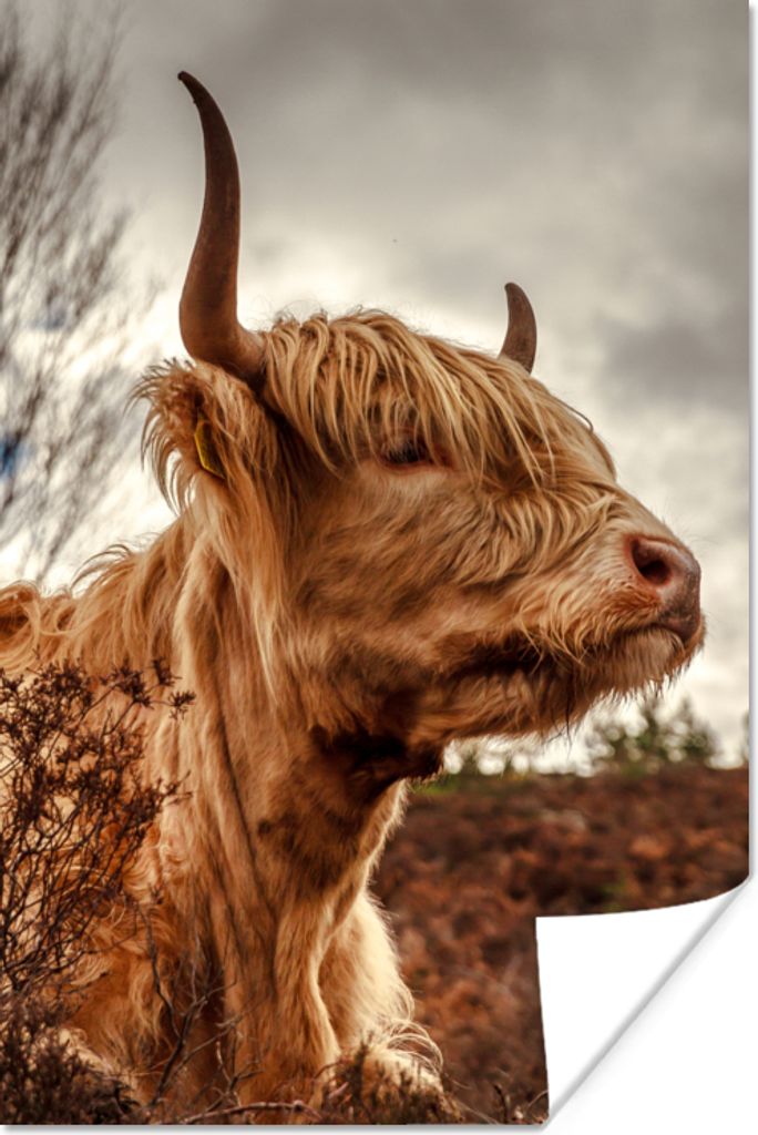 MuchoWow Poster Scottish Highlander - Strauch - Heidekraut 80x120 cm - Papierdruck