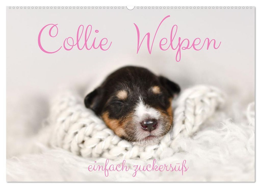 Collie Welpen einfach zuckersüß (Wandkalender 2027 DIN A2 quer), CALVENDO Monatskalender